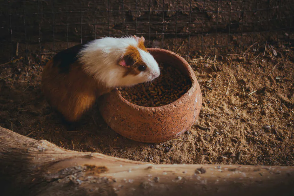 An American guinea pig eating from a food bowl