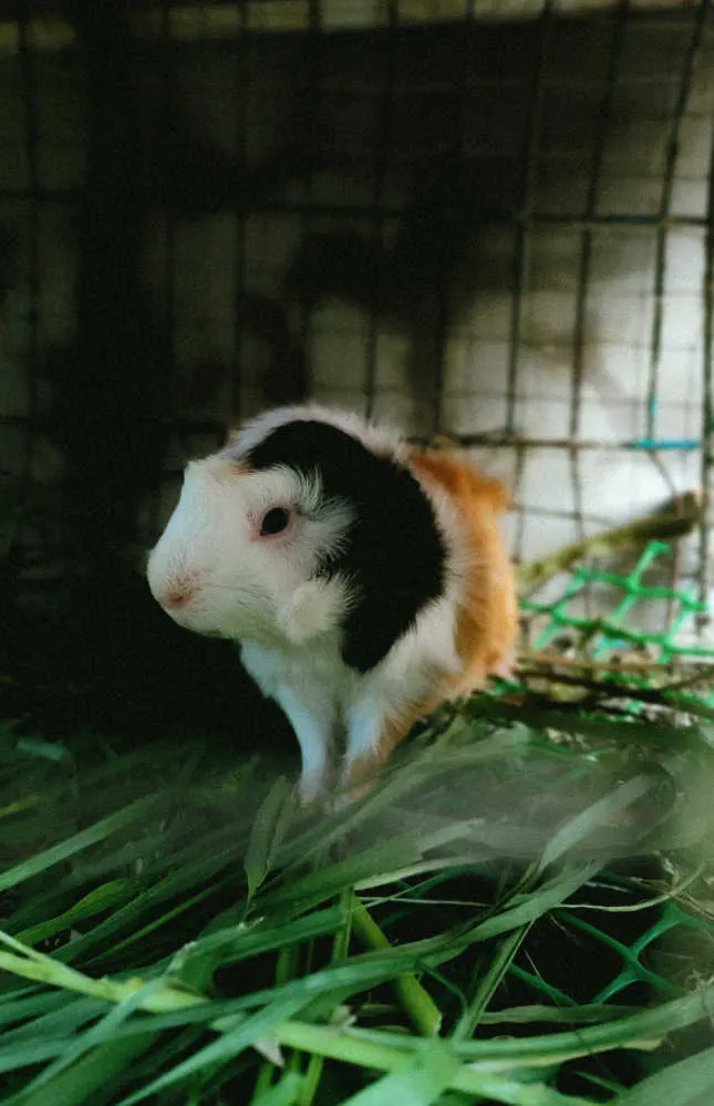 An American guinea pig sitting in its cage