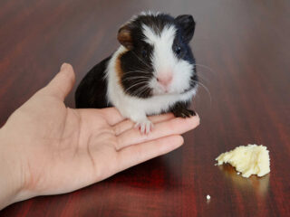 An American guinea pig sitting on someone's hand