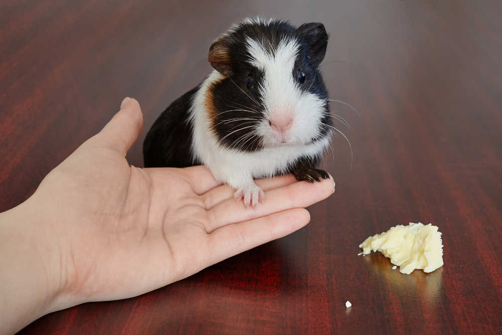 An American guinea pig sitting on someone's hand
