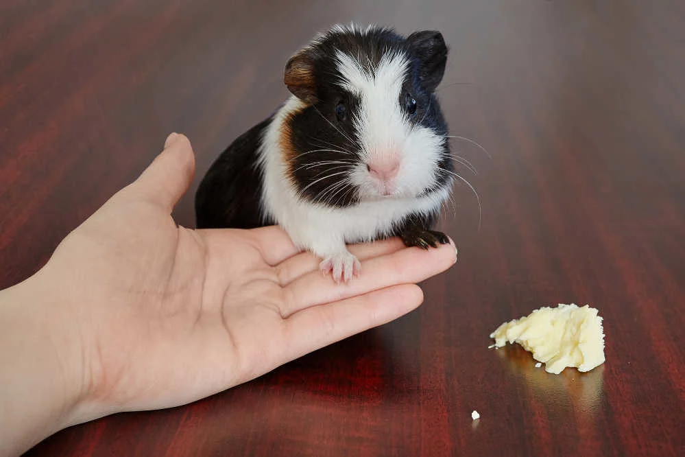 American guinea pig outlet food