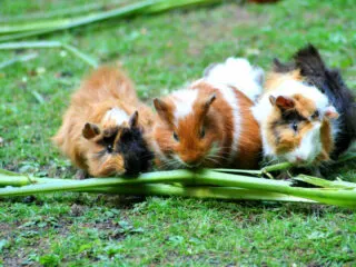 Three American guinea pigs eating a stick of celery