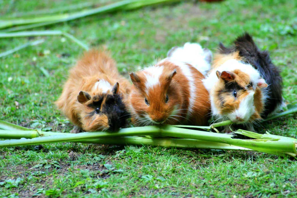 Three American guinea pigs eating a stick of celery