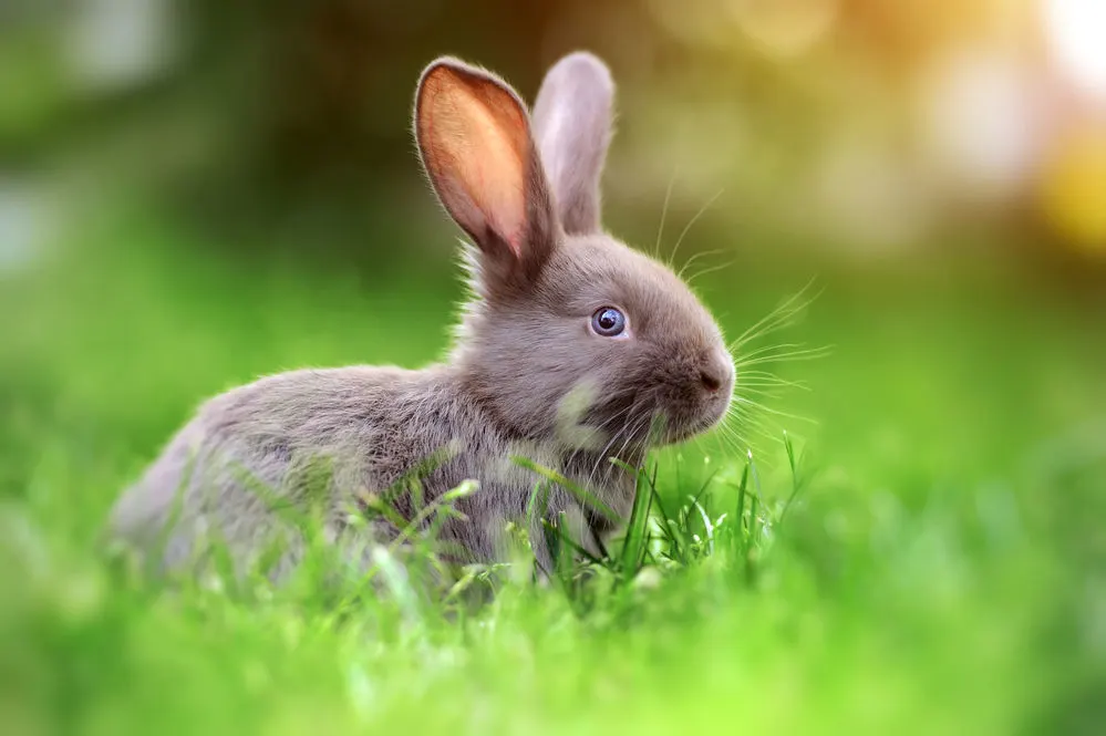 A baby rabbit sitting in grass