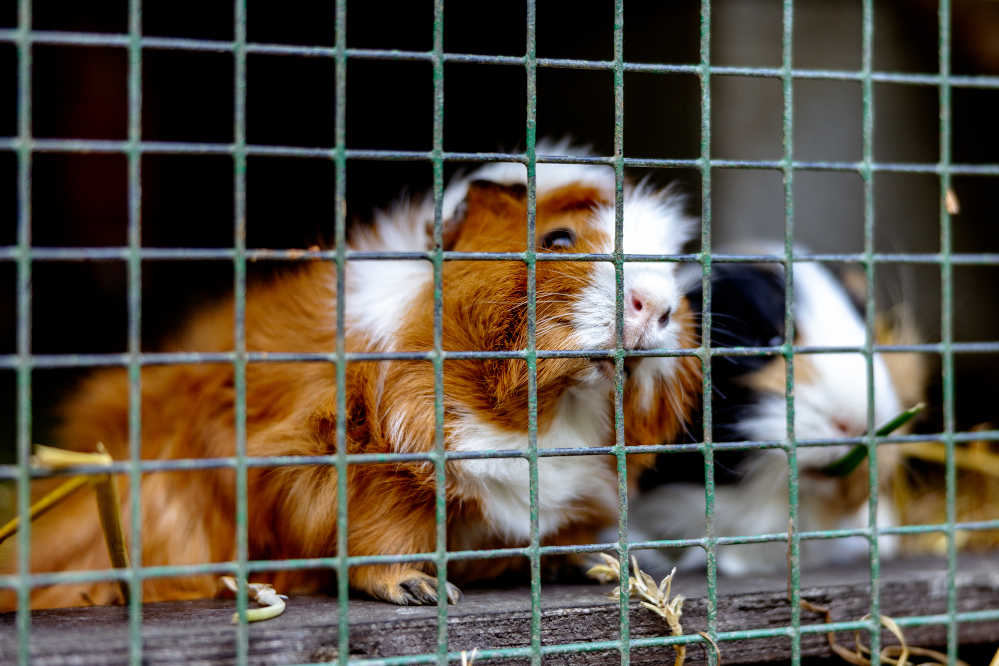 An orange and a brown and white guinea pig in a hutch