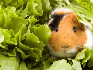 A brown, black and white guinea pig sitting in lettuce