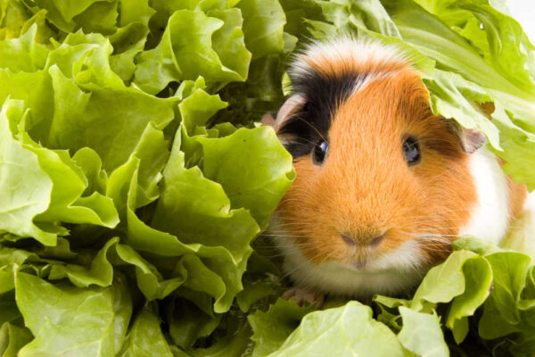 Image showcasing Why Do Guinea Pigs Cough? 5 Causes and Remedies