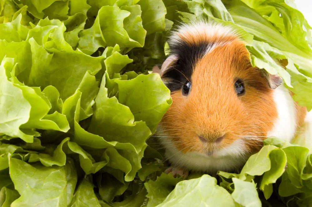 A brown, black and white guinea pig sitting in lettuce