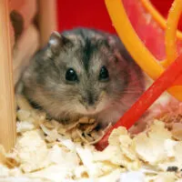 A Russian hamster in its cage with sawdust in front