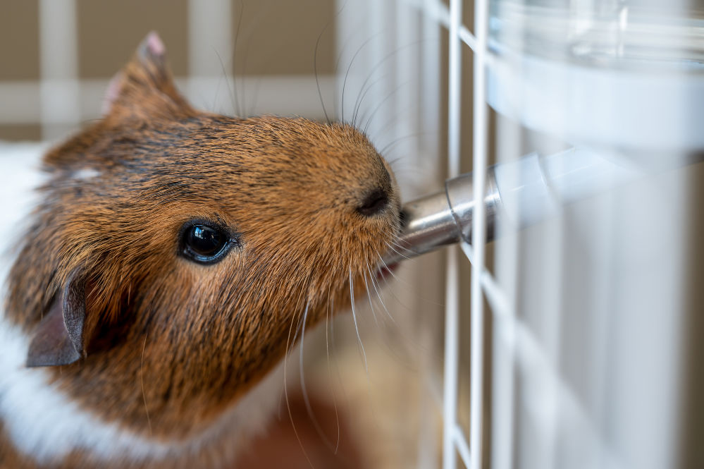 A guinea pig drinking water on its cage.