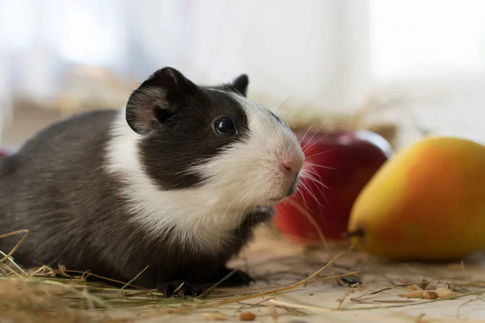 A black and white guinea pig with apples on the back of the photo.