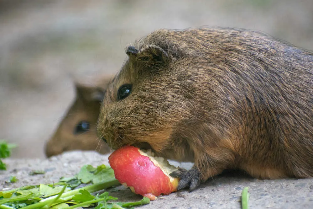 A brownish guinea pig eating a red apple.