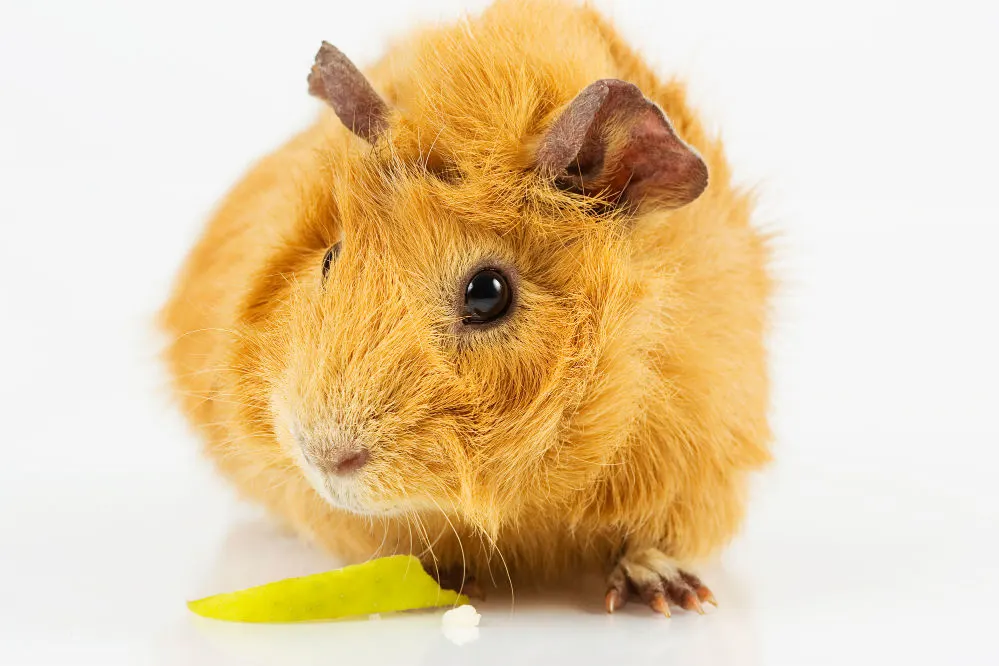 A caramel guinea pig staring at a delicious piece or green apple.