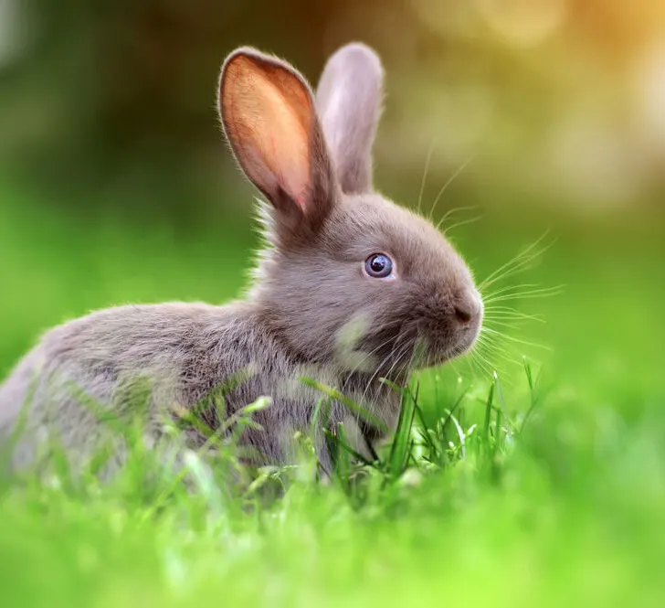 A baby rabbit sitting in grass