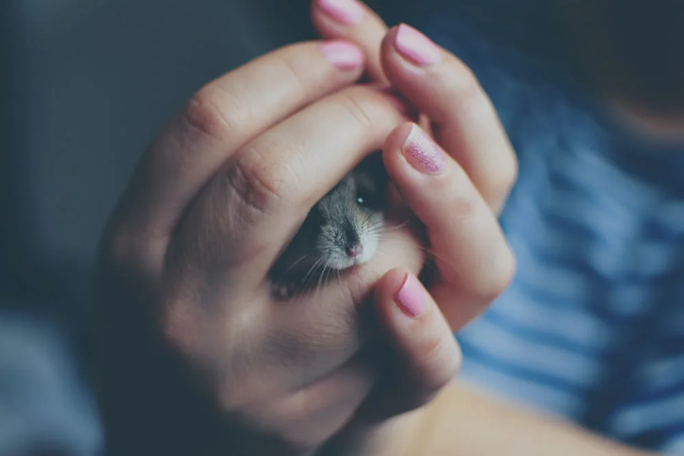 A girl holding a hamster in her hands.