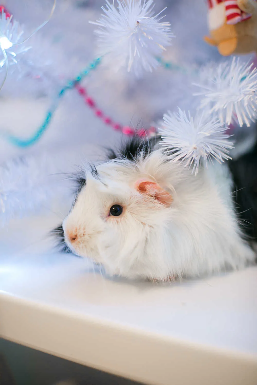 A cute portrait of a black and white guinea pig.