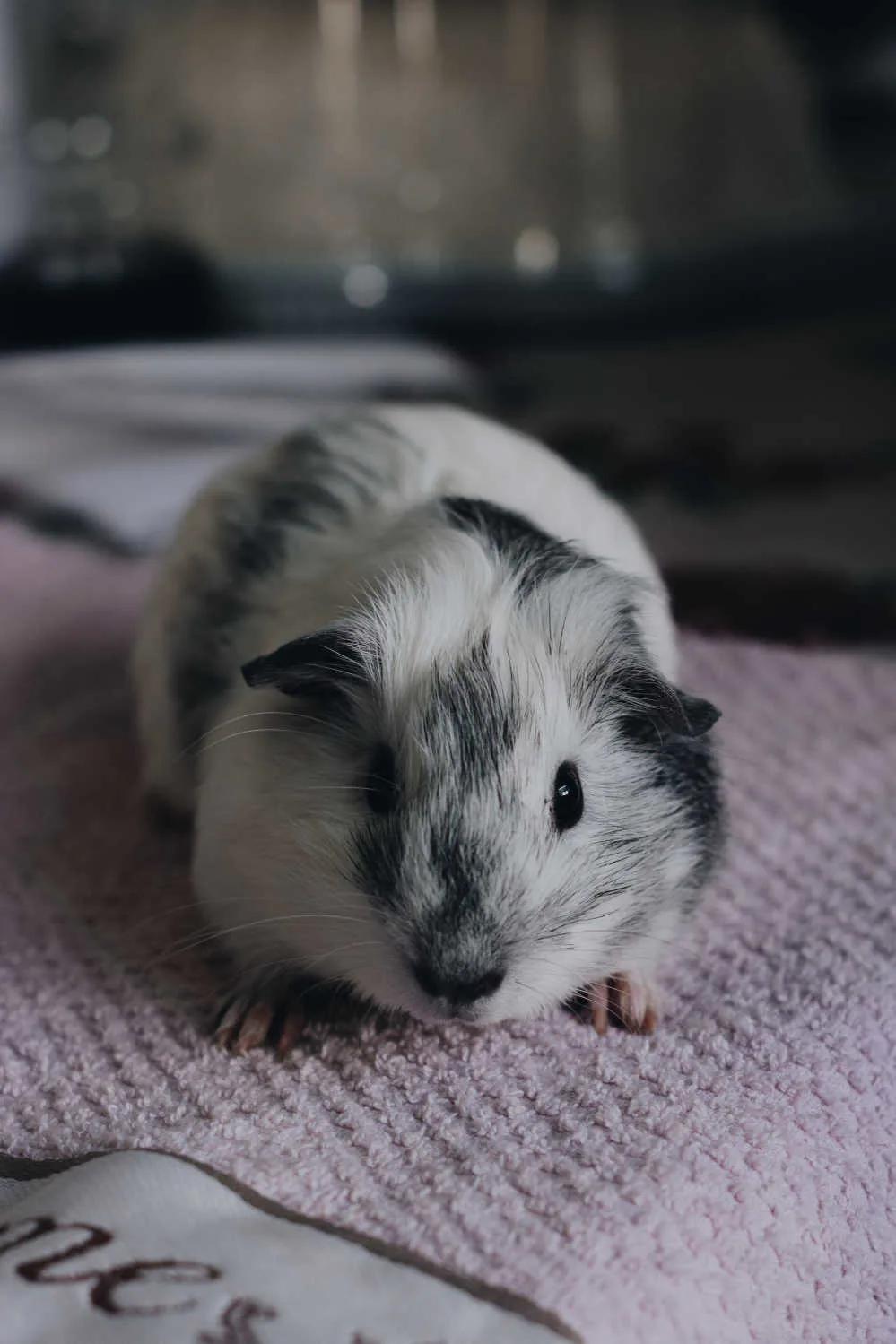 A close up of a cute gray guinea pig.