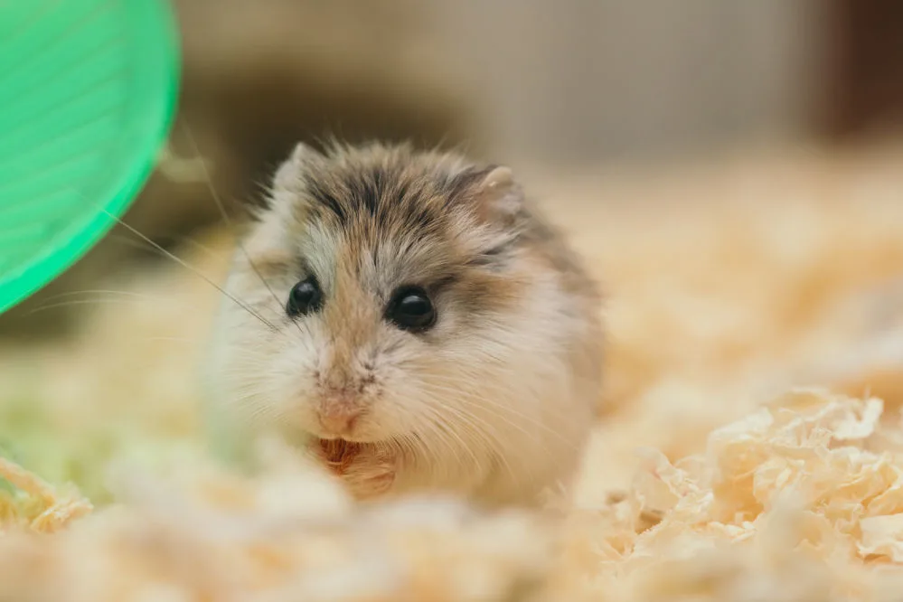 A hamster posing in its cage.