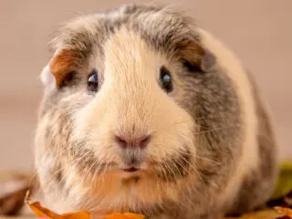 Portrait of a beige American breed of Guinea pig close up