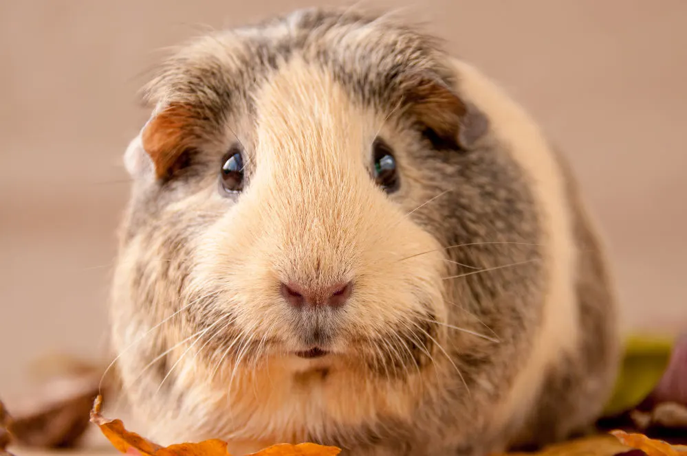 Portrait of a beige American breed of Guinea pig close up