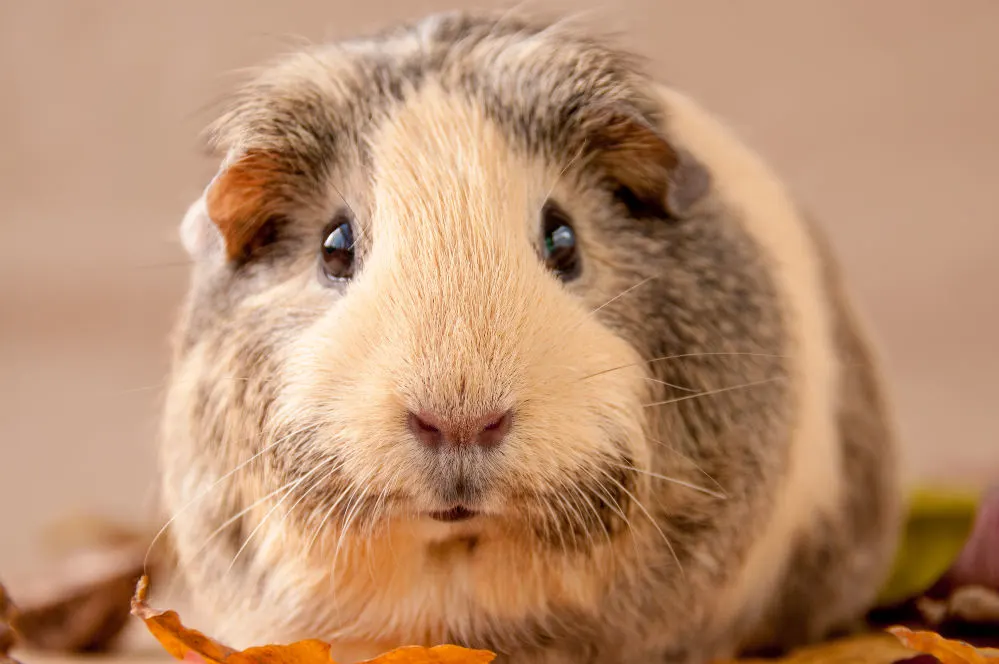 A close-up of a white and grey, big eyes, guinea pig.