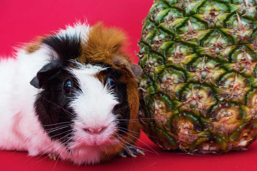 A big eye guinea pig next to a pineapple. 