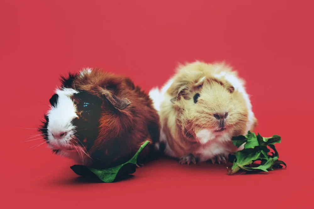 A couple of guinea pics eating some greens.