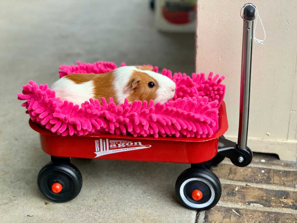 A guinea pig in a mini tow truck