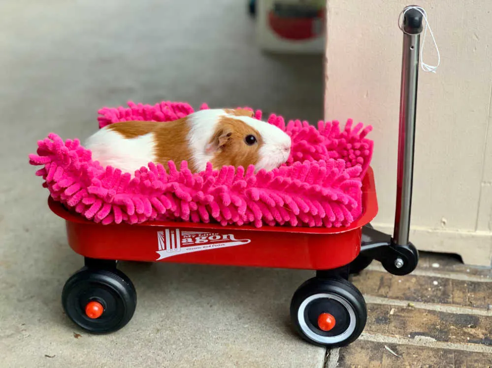 A guinea pig in a rolling cart with pink bedding