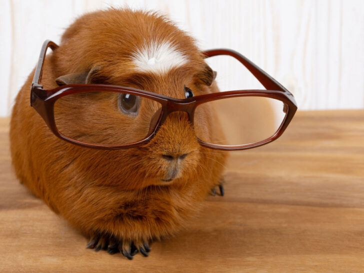 Photo inspiration: Guinea Pig High Water Veggies For Air Circulation Reference: The 8 Best Daily Veggies For Guinea Pigs 7 You