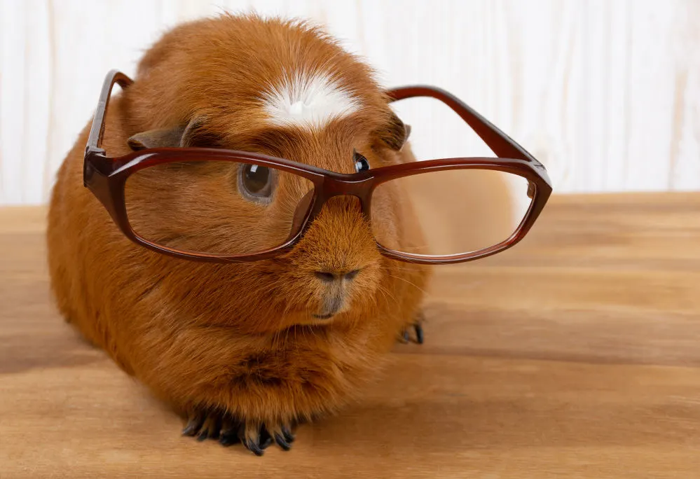 A cute brown guinea pig with glasses.