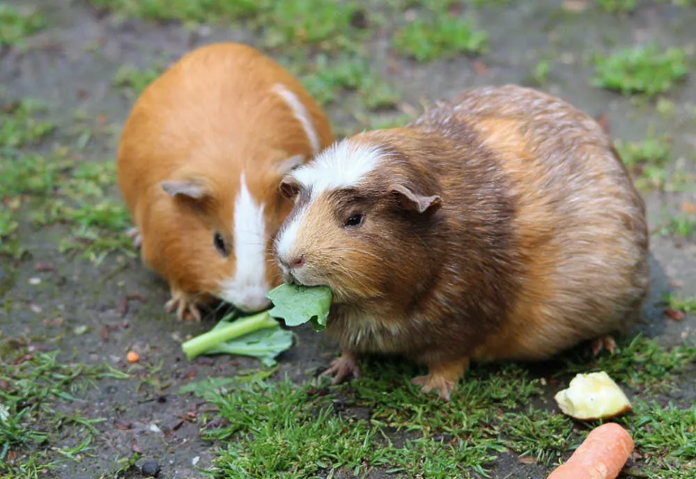Two guinea pigs eating leafy greens 