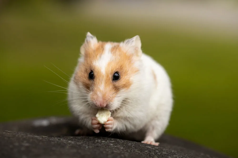 A tiny brown face hamster eating peanuts.