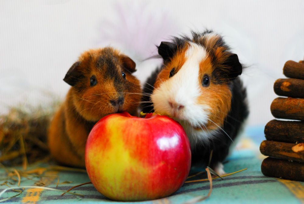 Two medium size guinea pigs posing with a red apple.