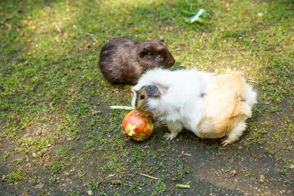Two guinea pigs eating an apple in the garden.
