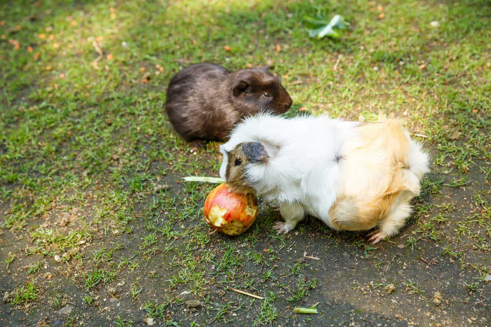 Can i feed outlet my guinea pig apples