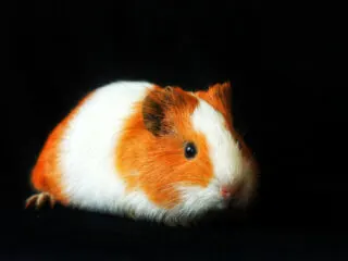 A white and brown guinea pig on a black background