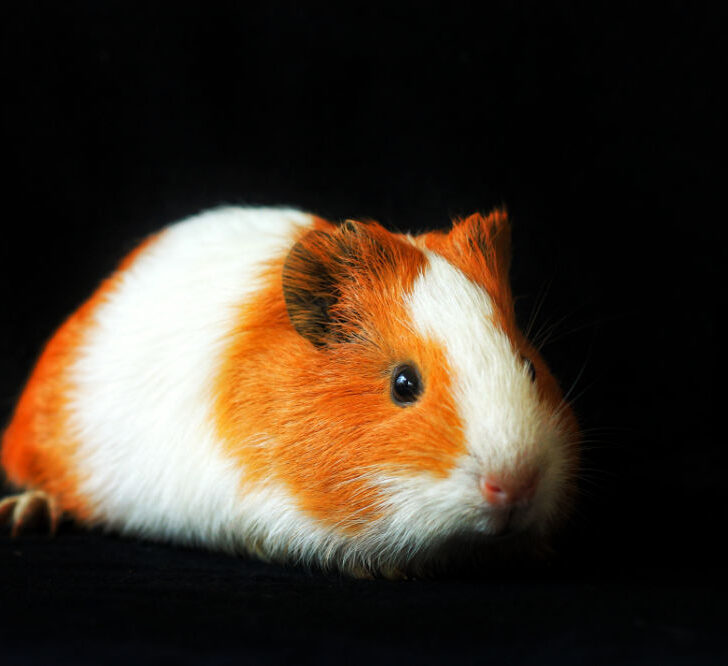 A white and brown guinea pig on a black background