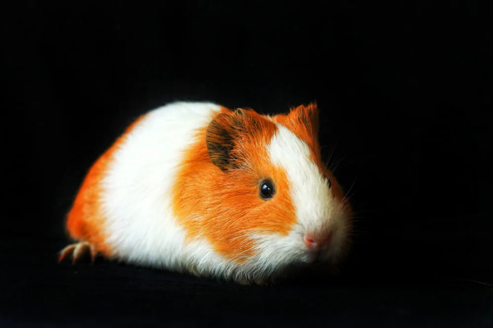 A white and brown beautiful guinea pig.