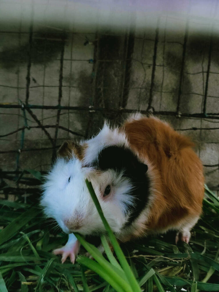 White, brown and black long hair guinea pig 