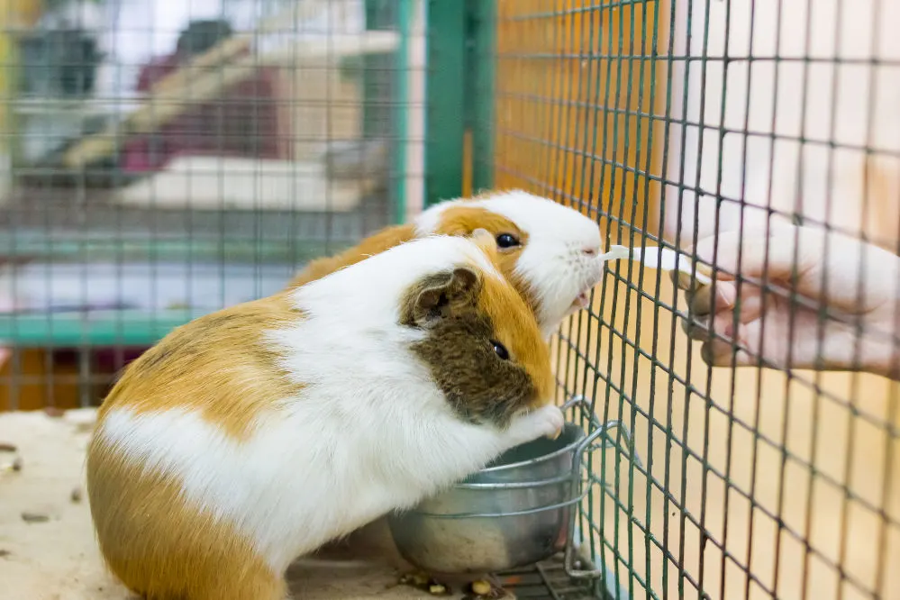 A close up of two red guinea pigs on a cage
