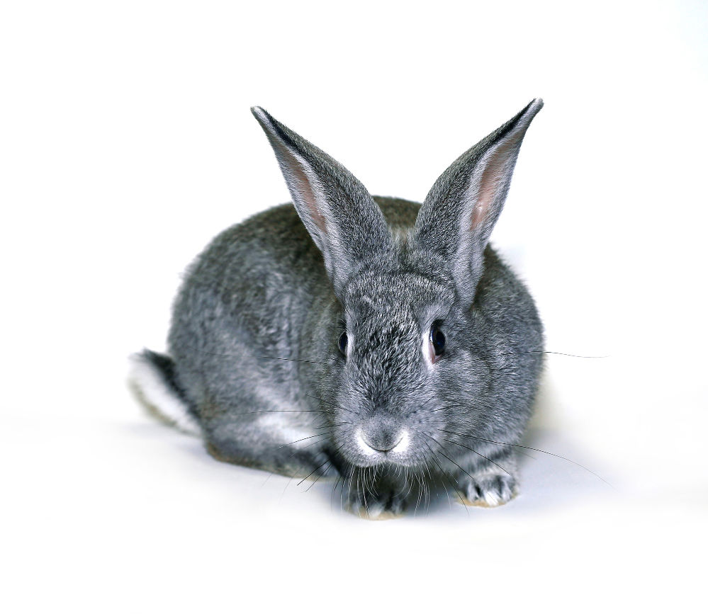 Gray silver chinchilla rabbit on white background