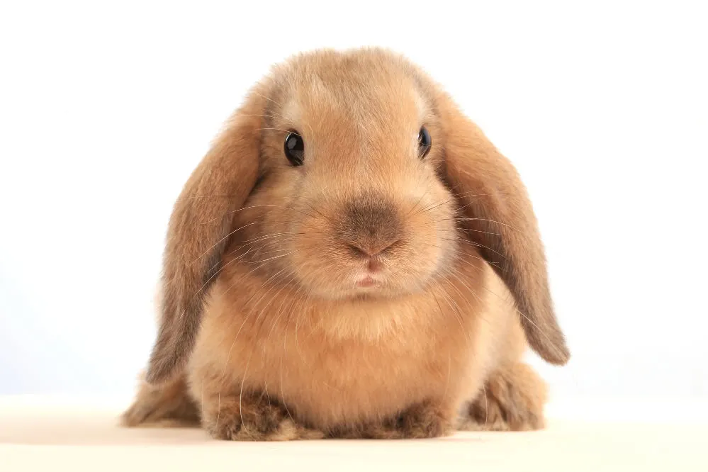 Close-up of American fuzzy lop bunny on white background.