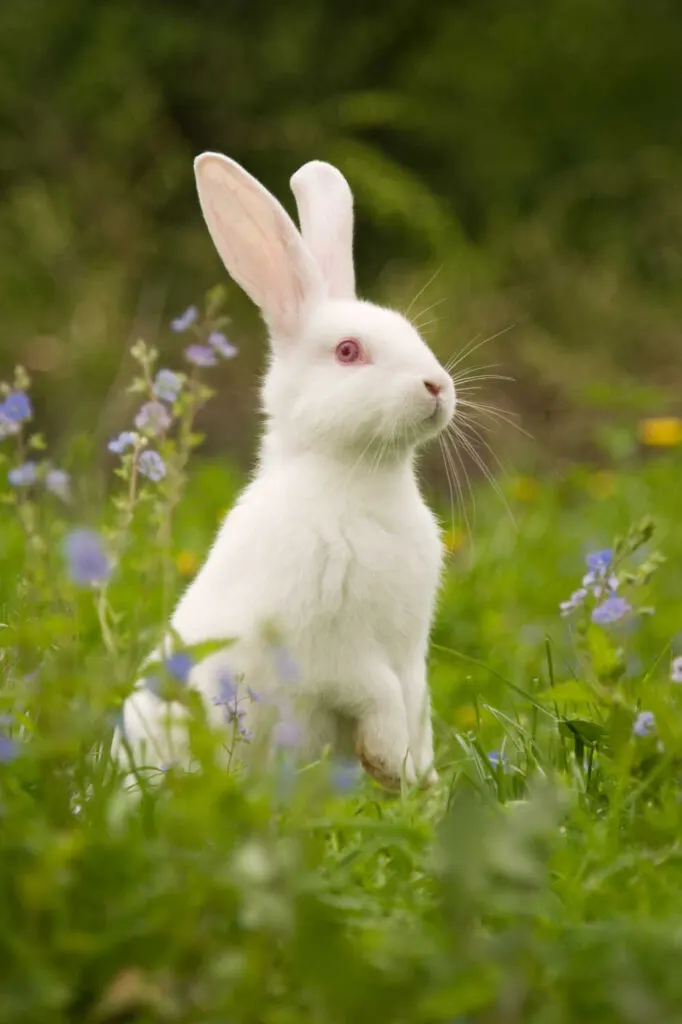 American Rabbit with a lovely forest on the background 