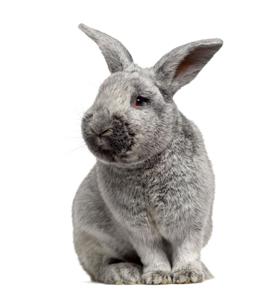 Cute Argente rabbit on white background 