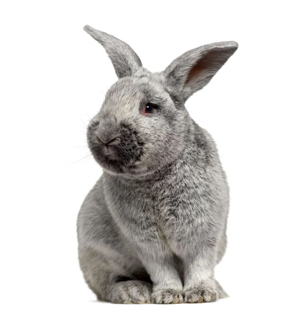 Cute Argente rabbit on white background