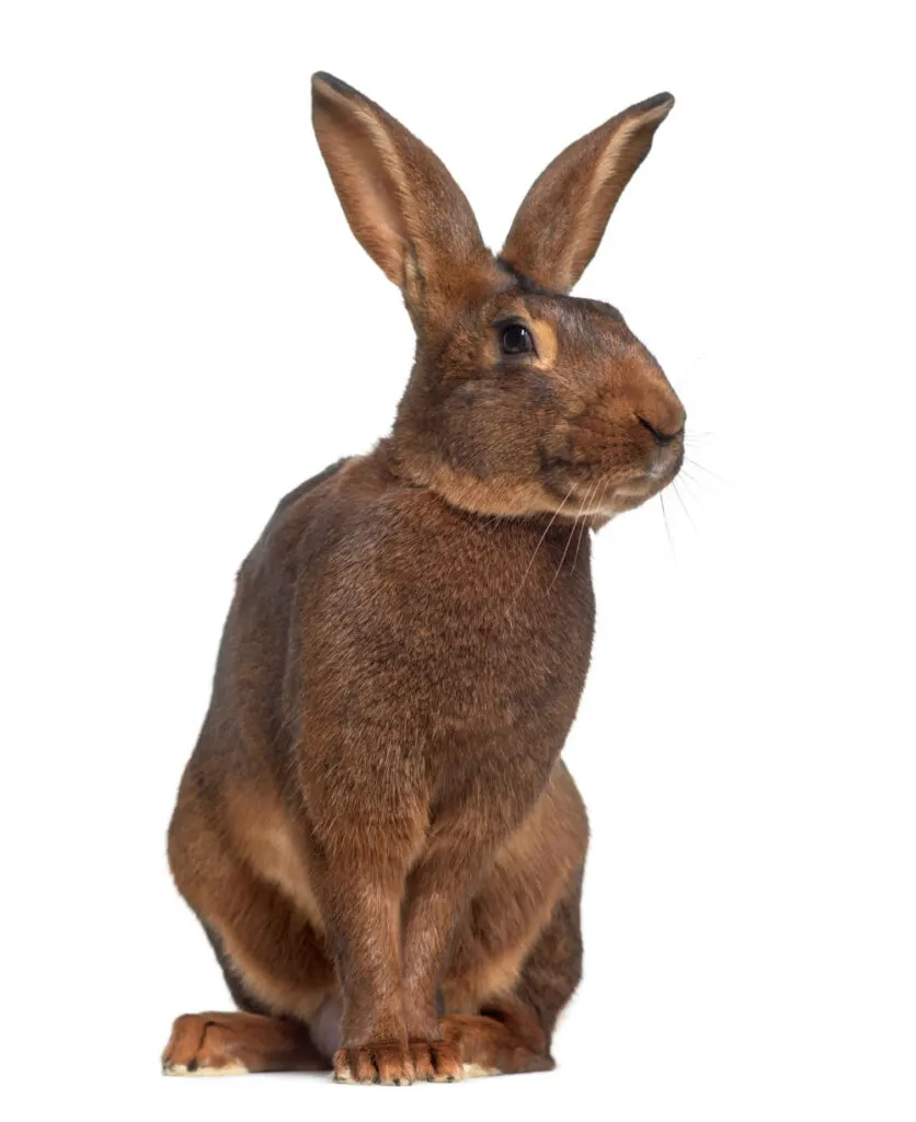 Belgian Hare on white background.