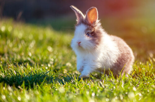 Little rabbit on the green grass on a spring day.