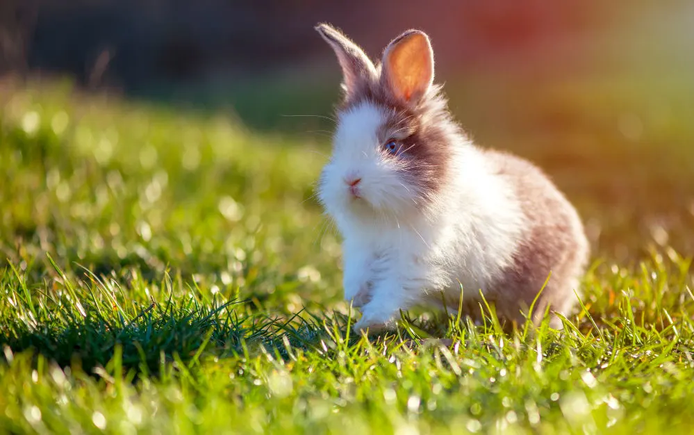 Little rabbit on the green grass on a spring day.