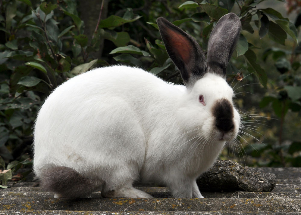 Californian rabbit breed on a green background.